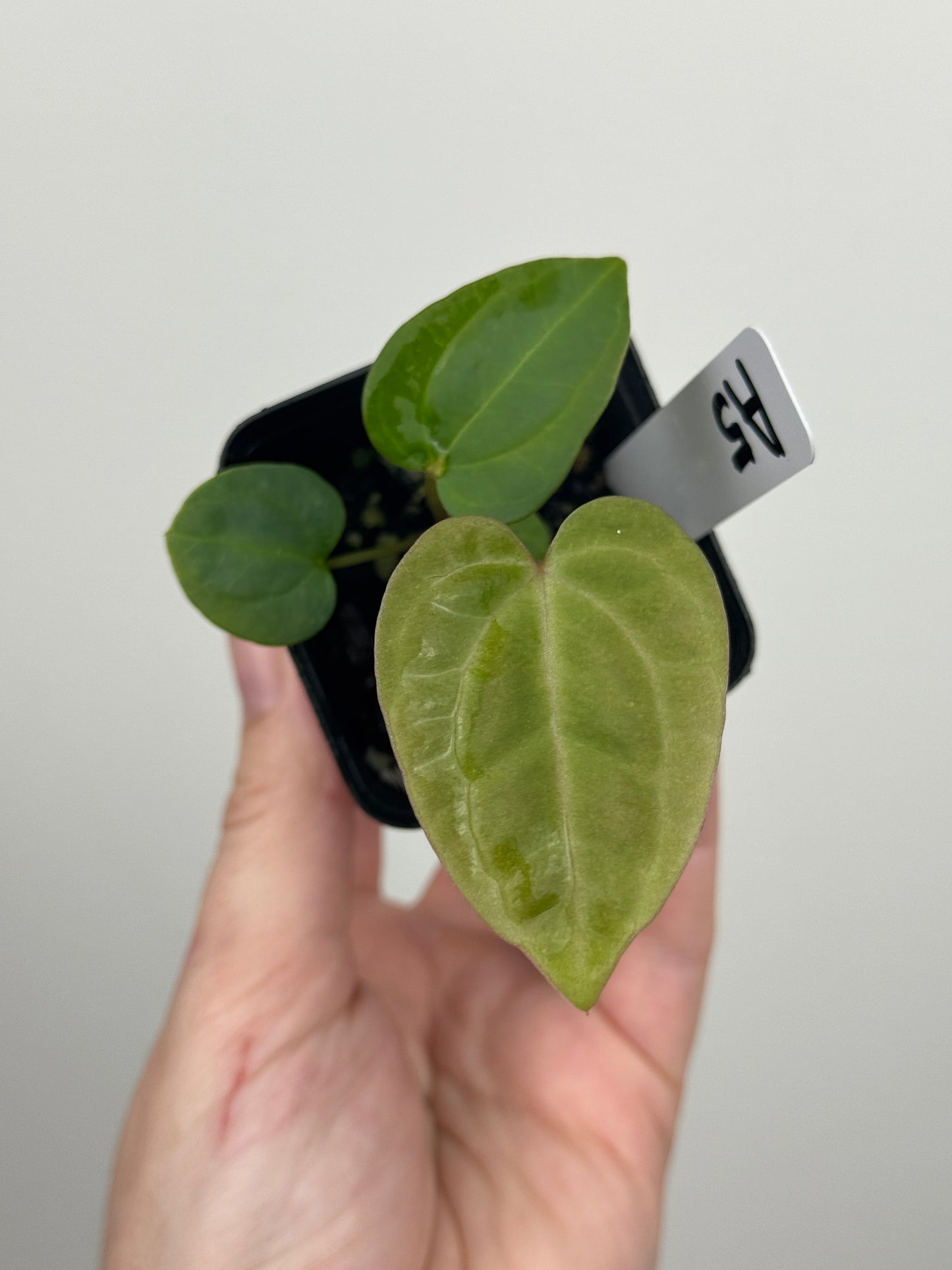 Anthurium ['Antioqua' x (Carlablackiae x Besseae AFF)] x (RVDP x Kunayalense)
