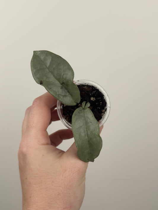 Hoya Carnosa 'Nova Ghost' (B)