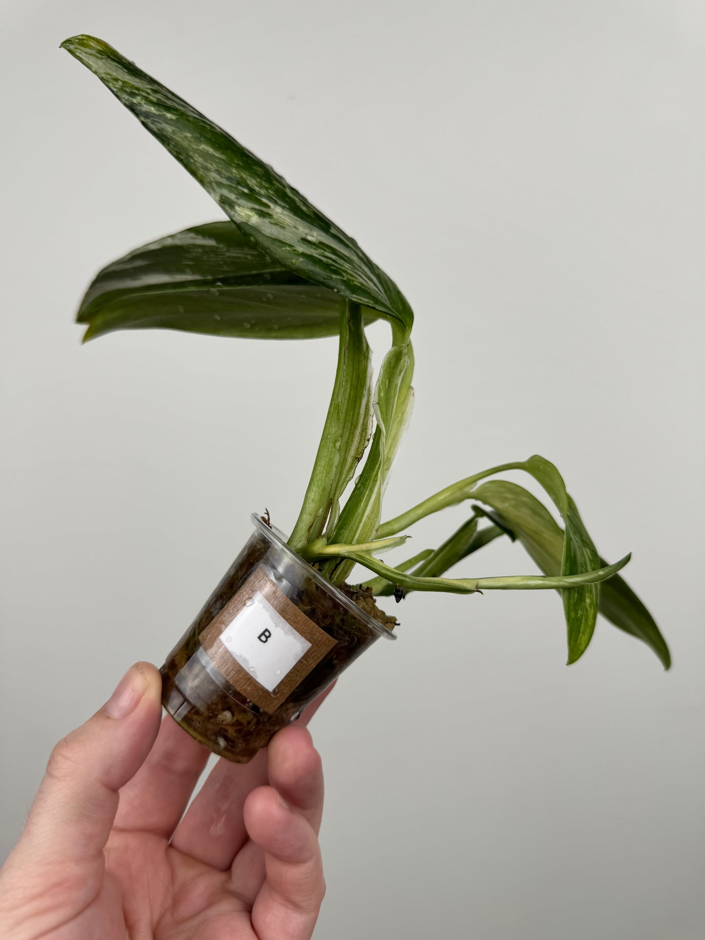 Monstera Standleyana Aurea High Variegation (B)