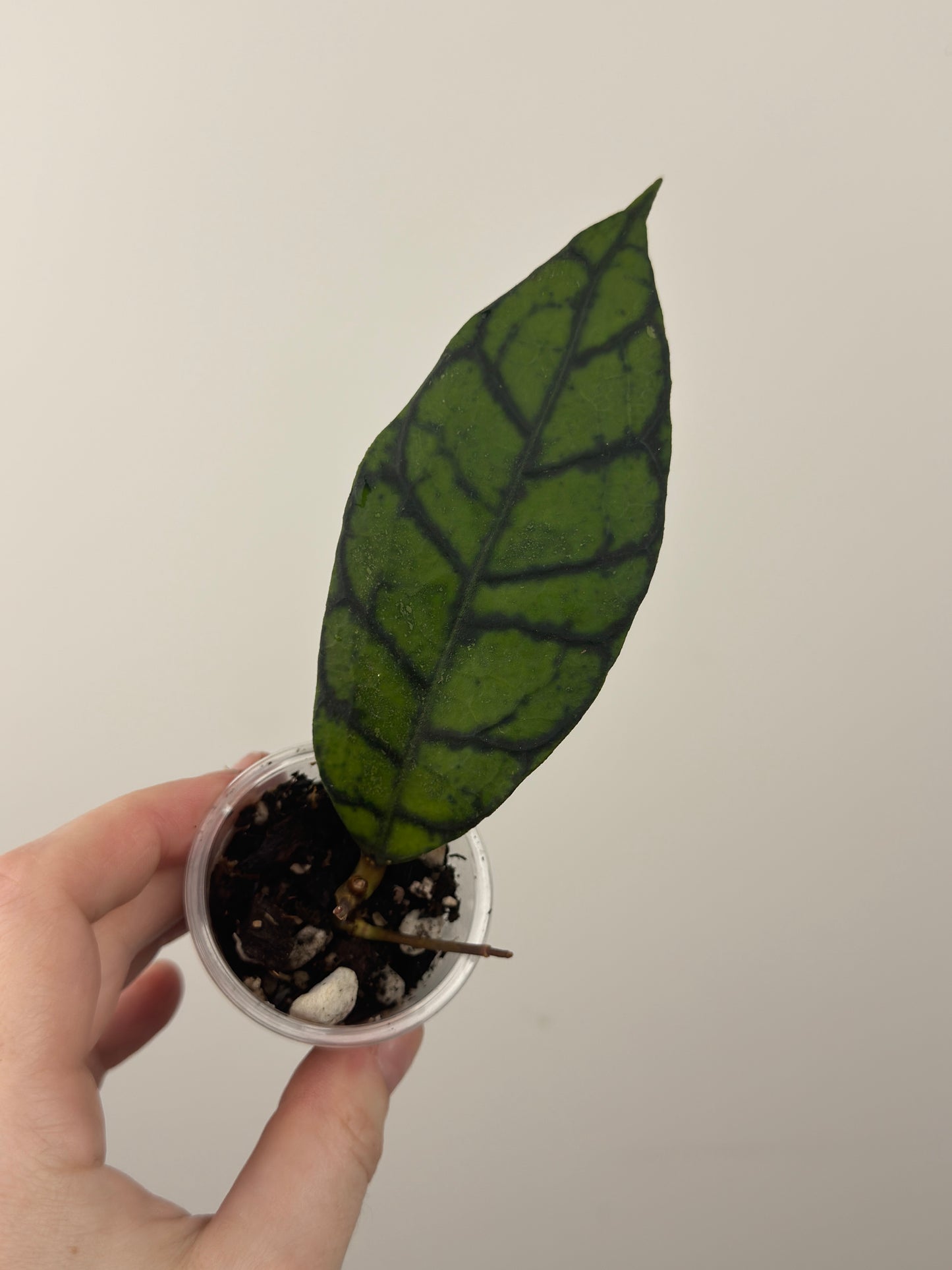 Hoya Callistophylla 'Black Cat' (C)