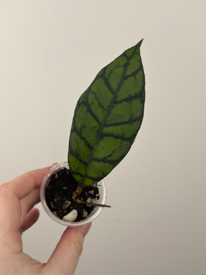 Hoya Callistophylla 'Black Cat' (C)