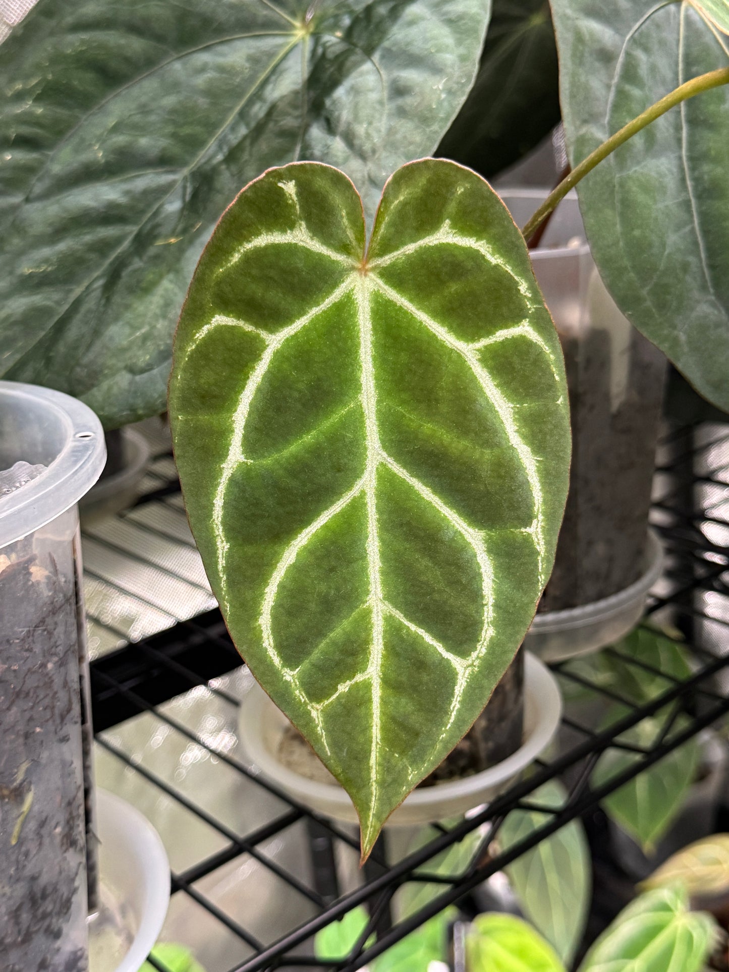 Anthurium 'Chocolate Crystallinum' x NOID
