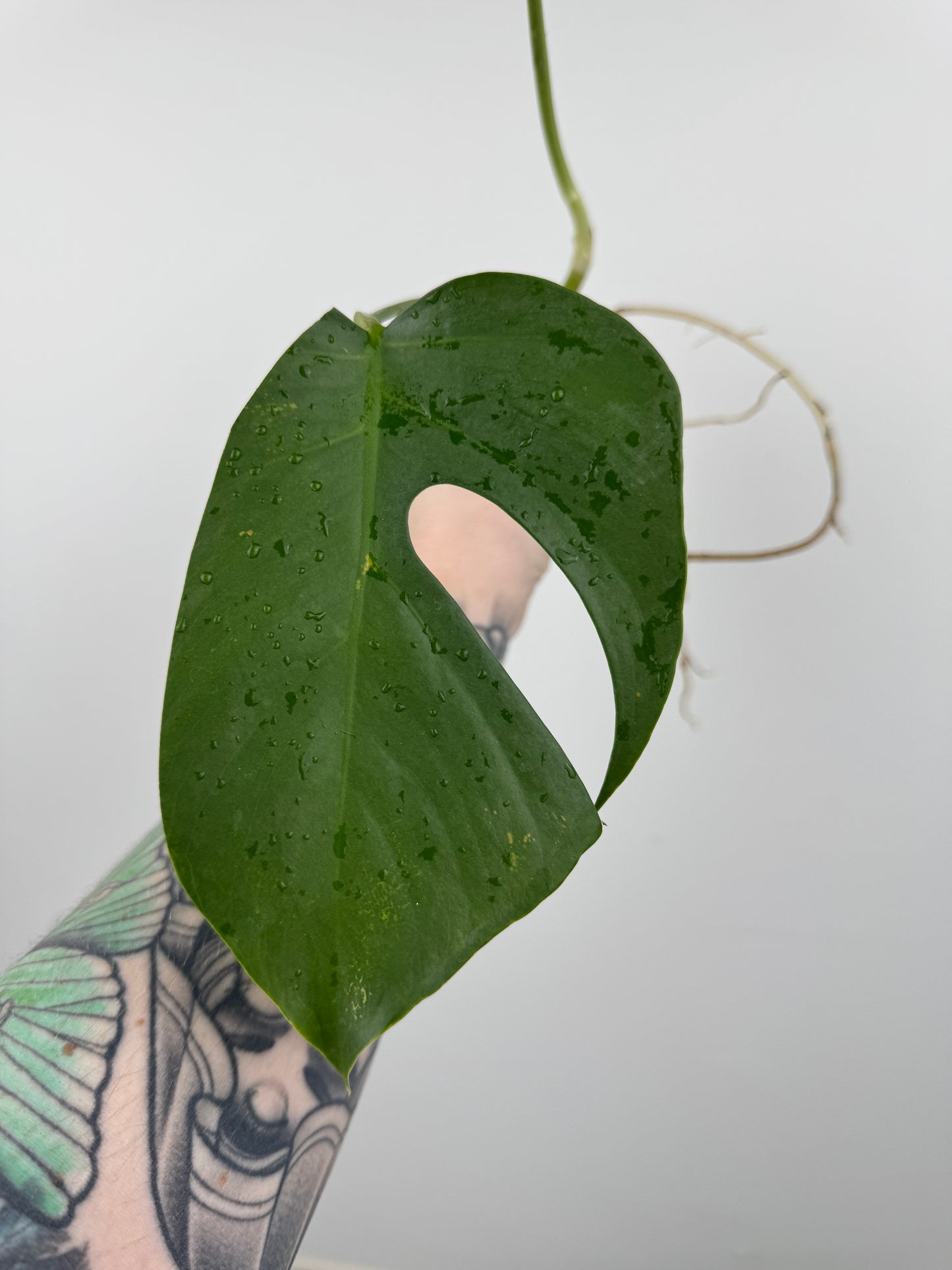 Monstera Sierrana (Hawaiian Clone)