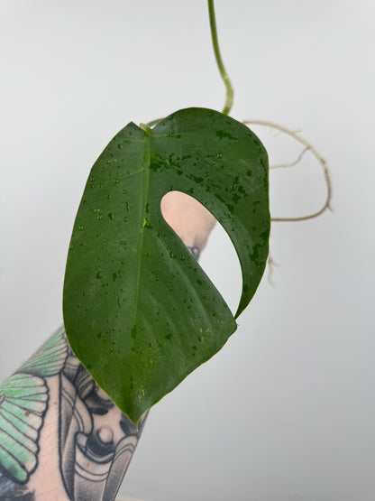 Monstera Sierrana (Hawaiian Clone)