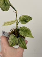 Scindapsus Halimoon