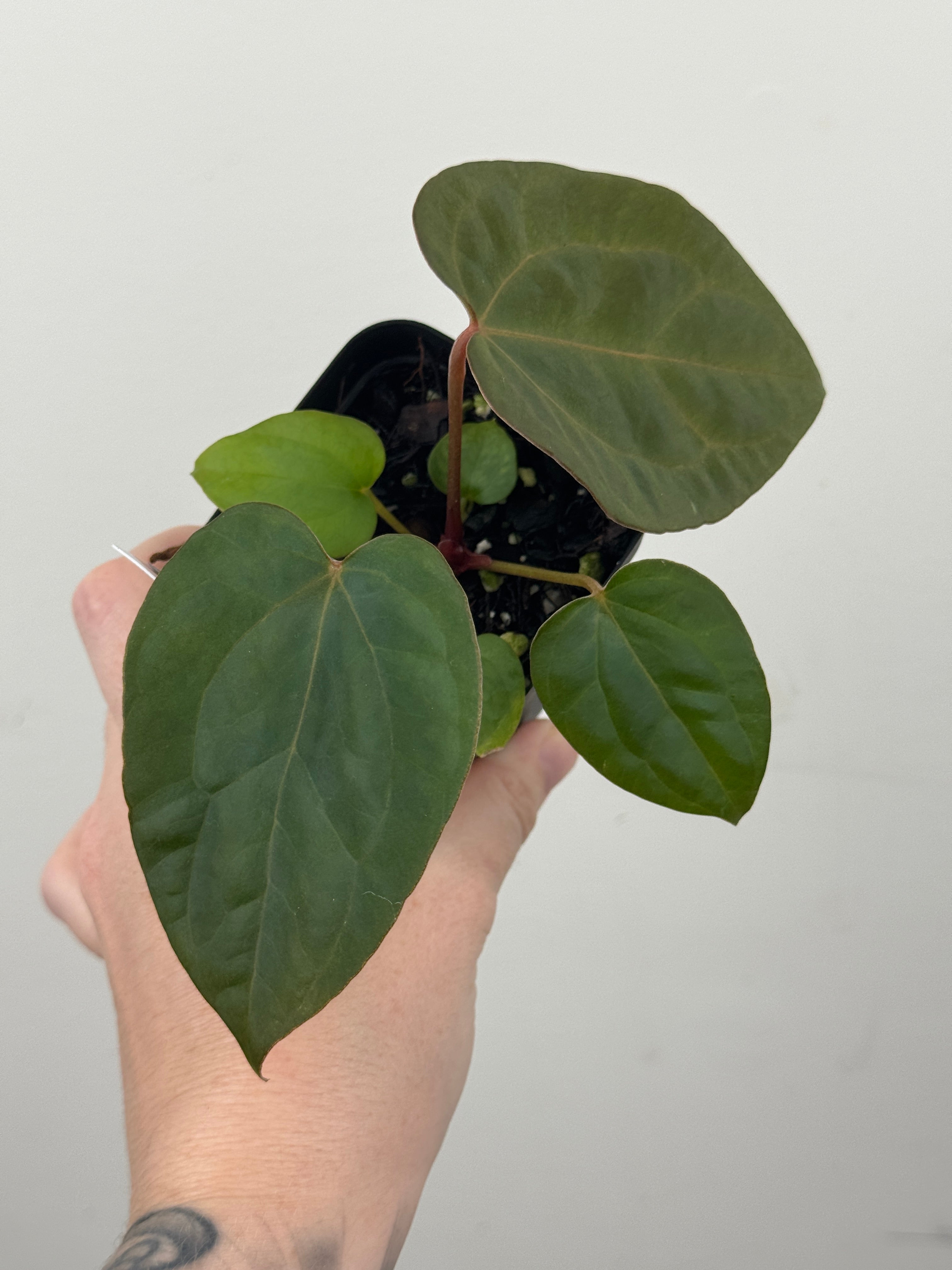 A18 Anthurium ['Antioqua' x (Carla x Bess)] x (RVDP x Kuna)