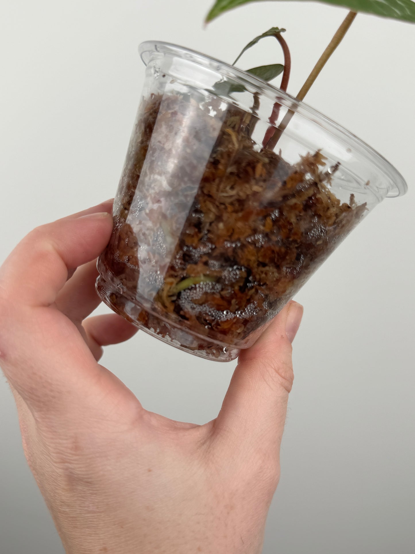 Anthurium 'Michelle' (Doc Block) Offset