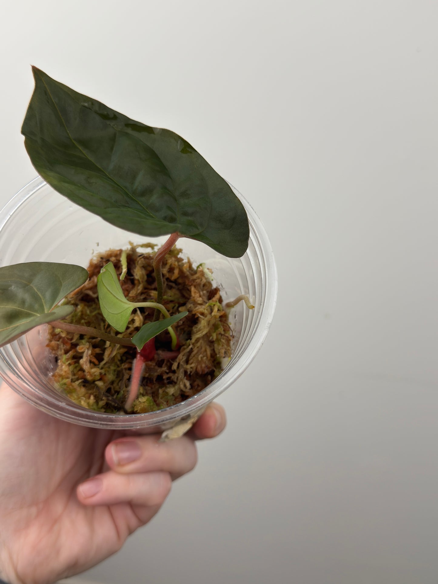 Anthurium 'Bloody Night' x 'Dark Phoenix (DP)'