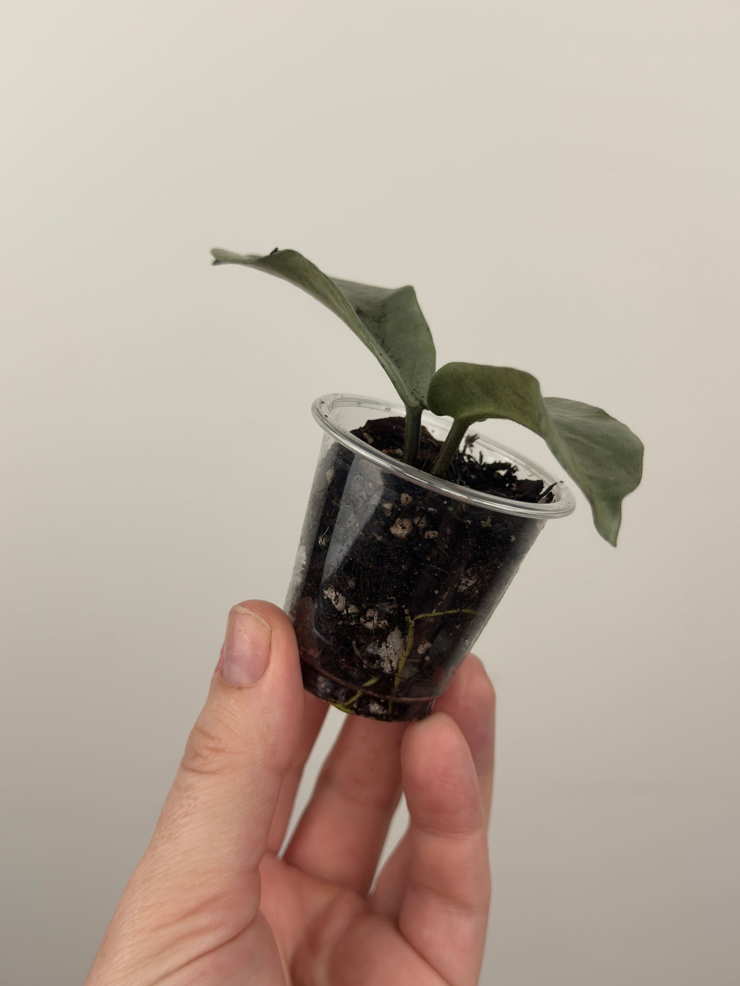 Hoya Carnosa 'Nova Ghost' (B)