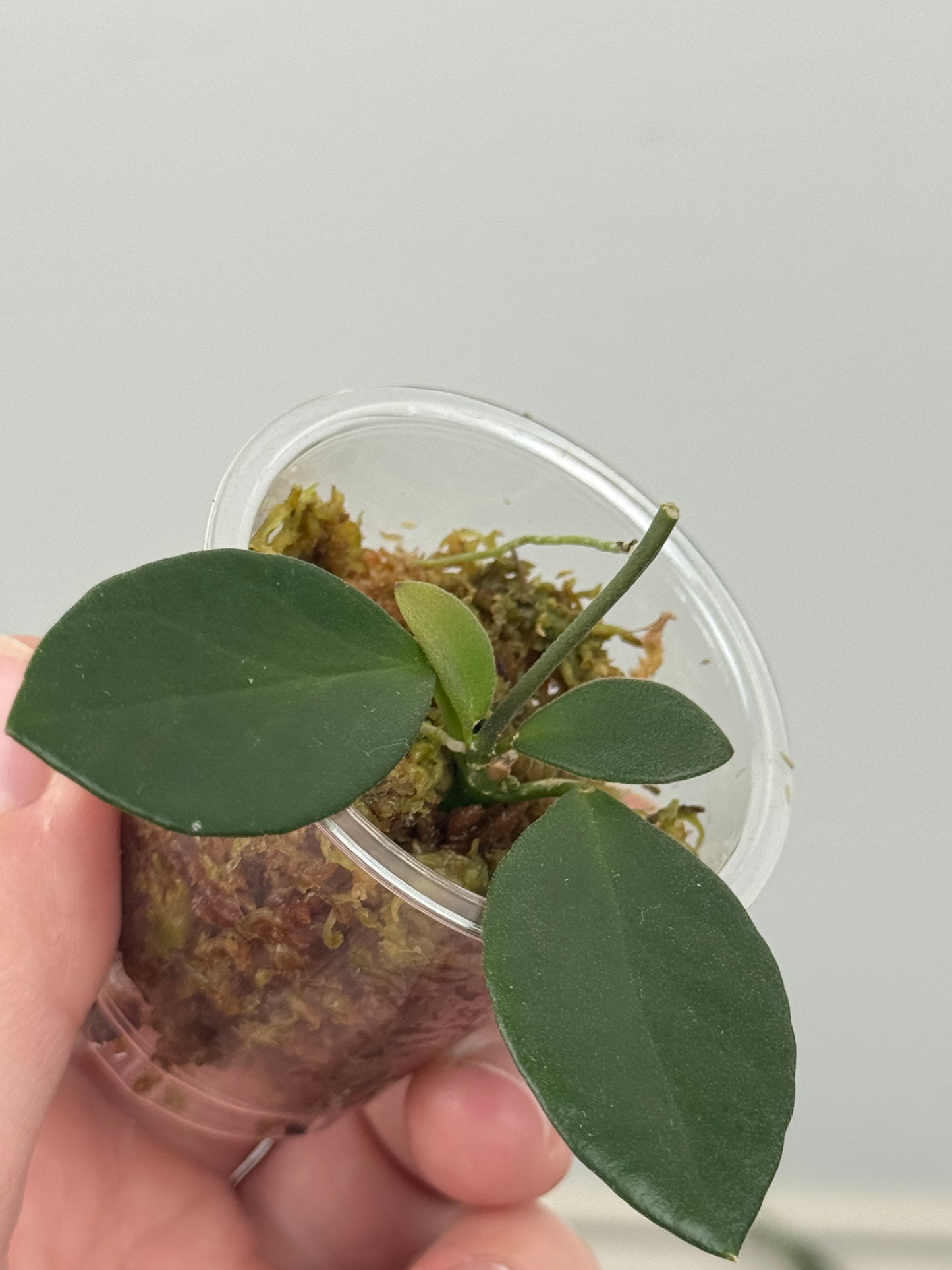 Hoya Collina