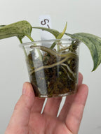 Scindapsus Halimoon