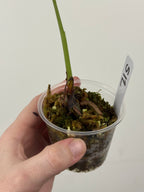 Syngonium Chiapense Albo Variegated
