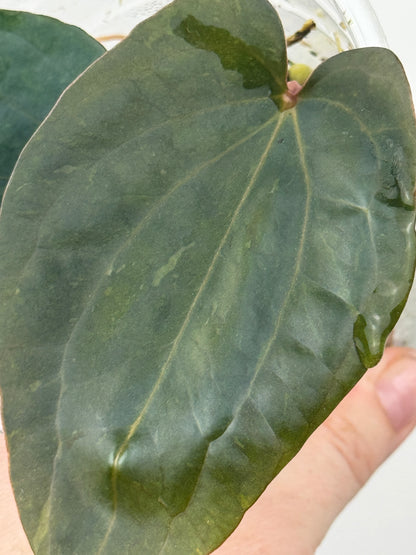 Variegated Anthurium Dressleri x 'Red Vein Dark Phoenix (RVDP)'