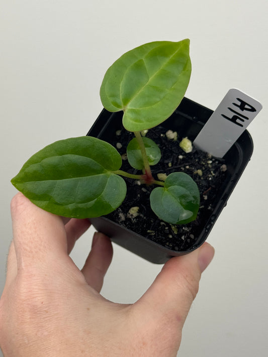 Anthurium ['Antioqua' x (Carlablackiae x Besseae AFF)] x (RVDP x Kunayalense)