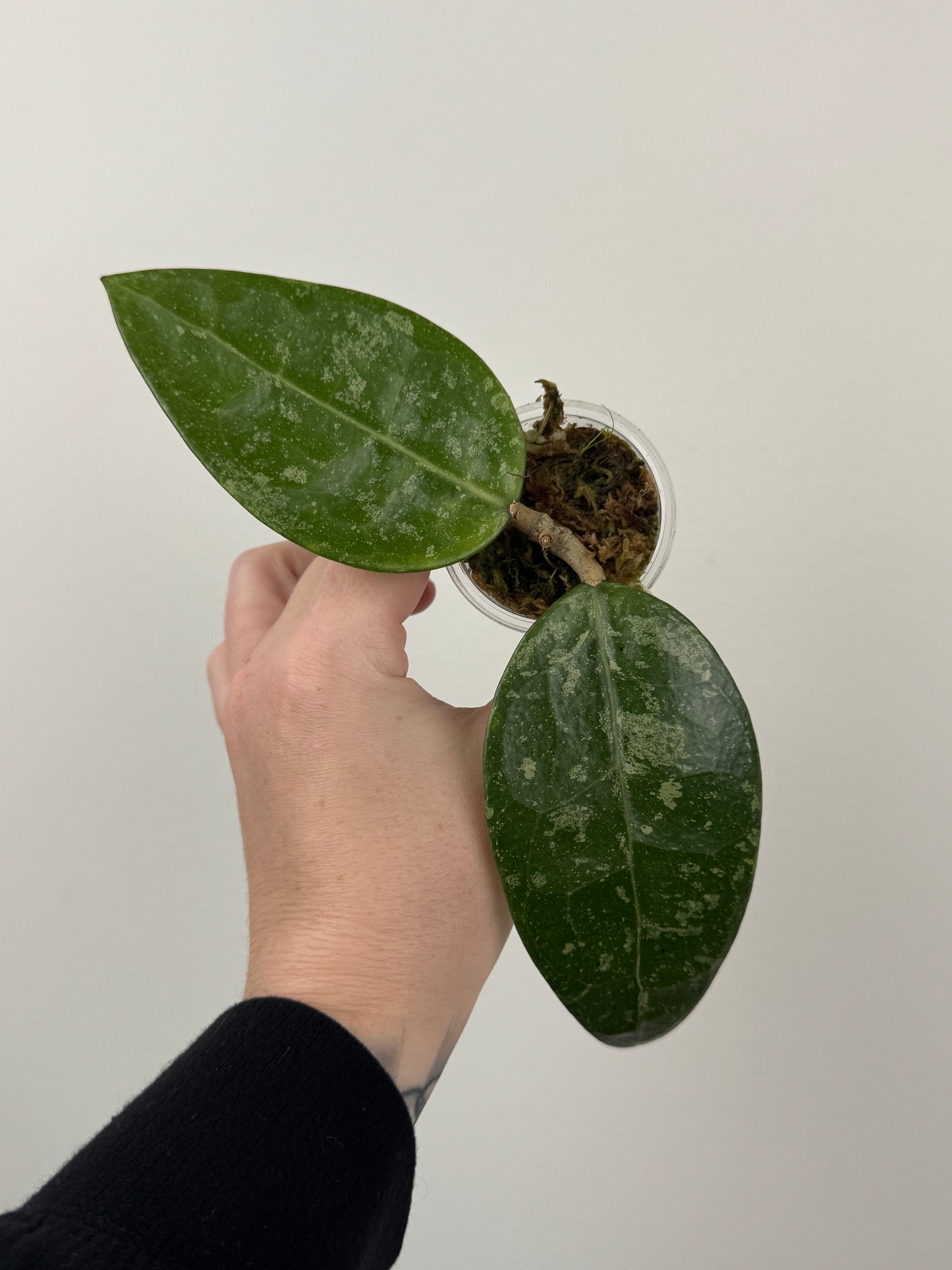 Hoya RHM 14-1