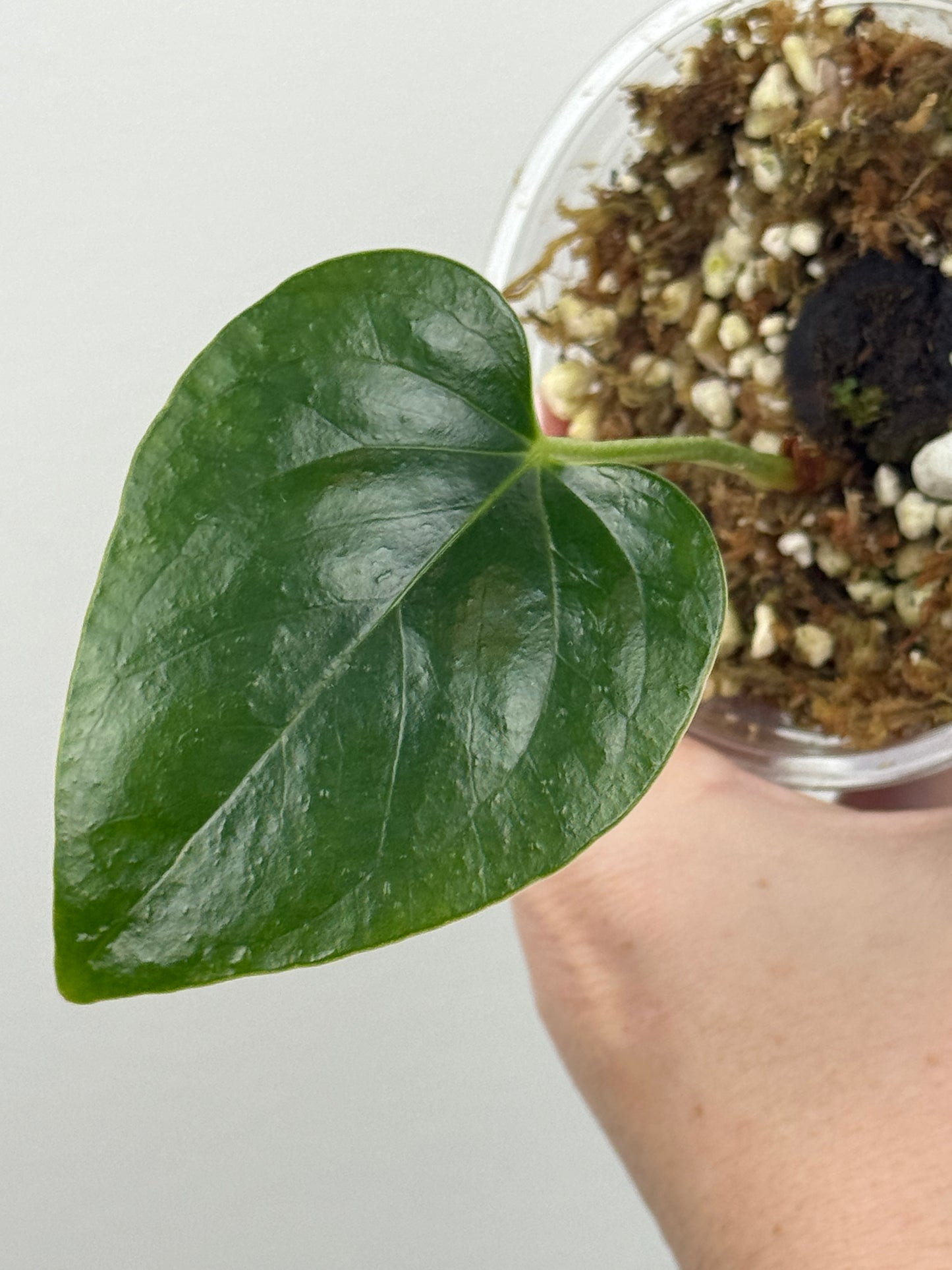 Anthurium Cerrocampanense