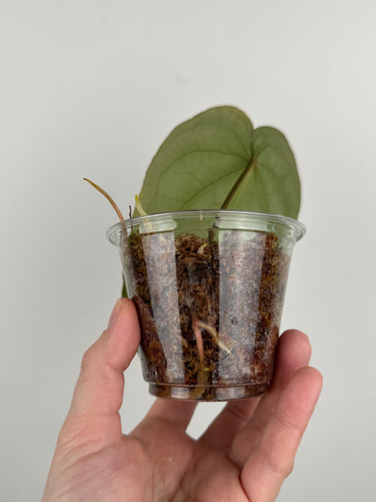 Anthurium ('Black Widow' x ‘Michelle’) x NOID