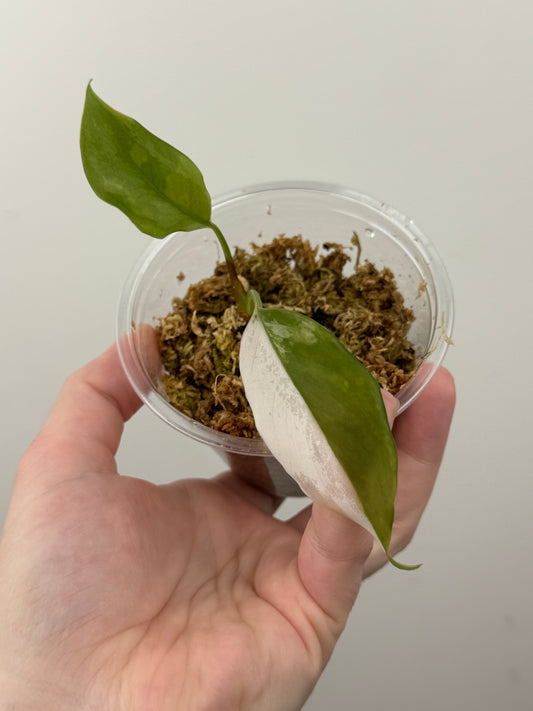 Aglaonema 'Spilt Milk'