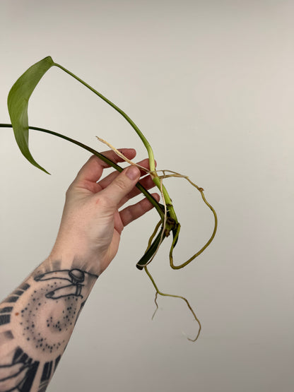 Monstera Sierrana (Hawaiian Clone)