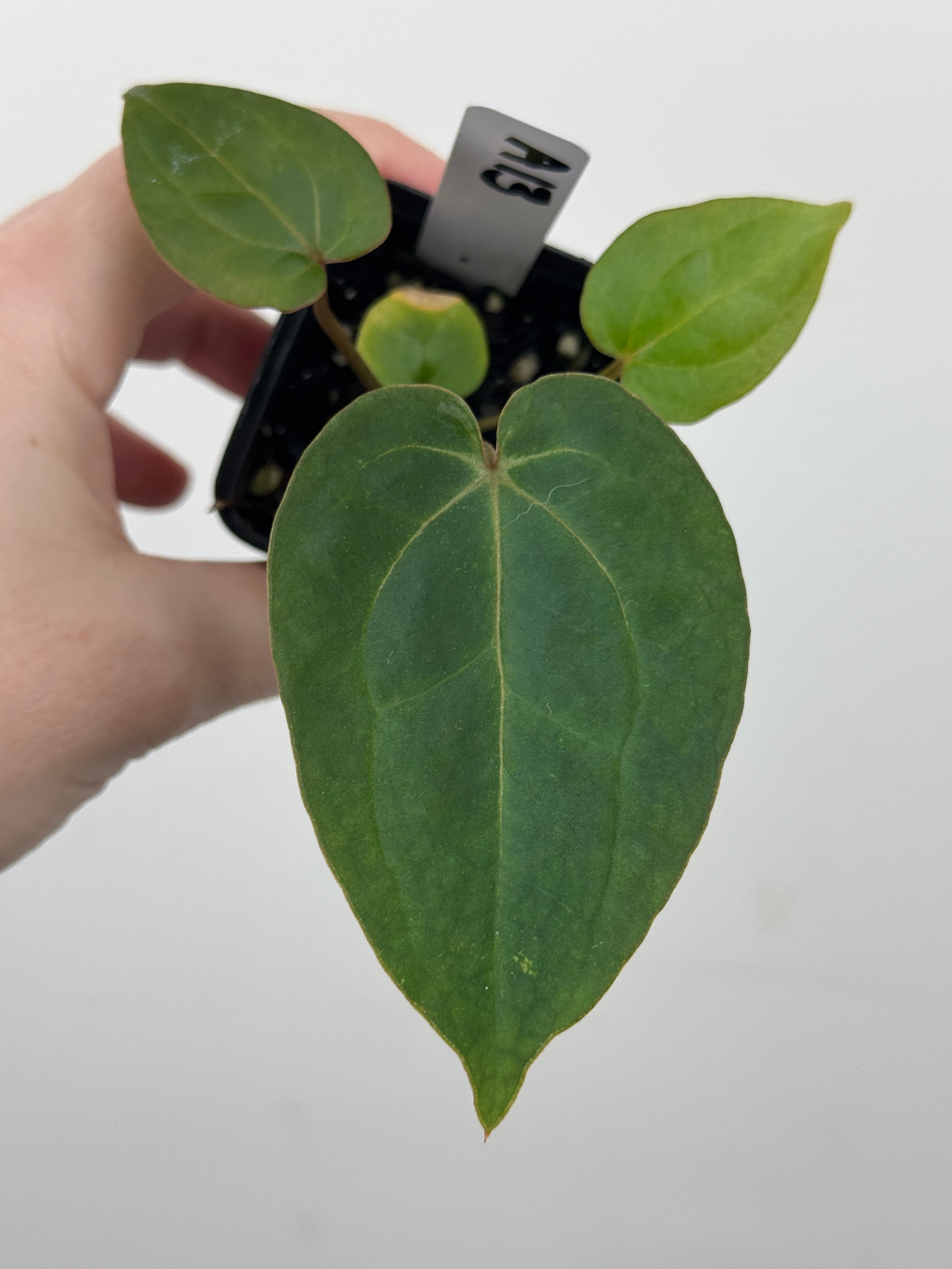 A13 Anthurium ['Antioqua' x (Carla x Bess)] x (RVDP x Kuna)