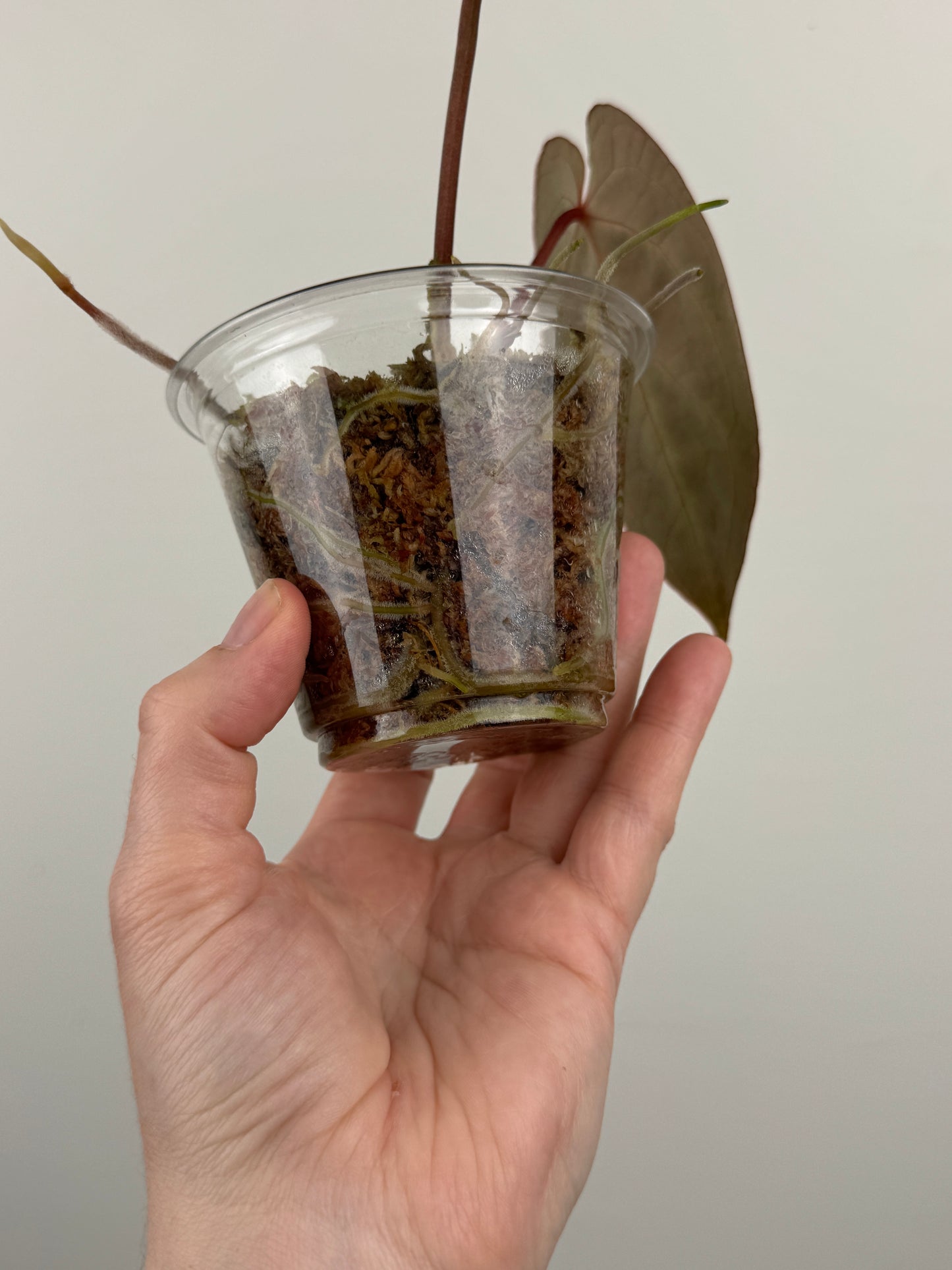 Anthurium Besseae AFF x ('AOS' x 'Red Crystallinum')