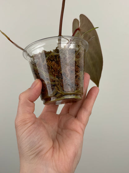 Anthurium Besseae AFF x ('AOS' x 'Red Crystallinum')