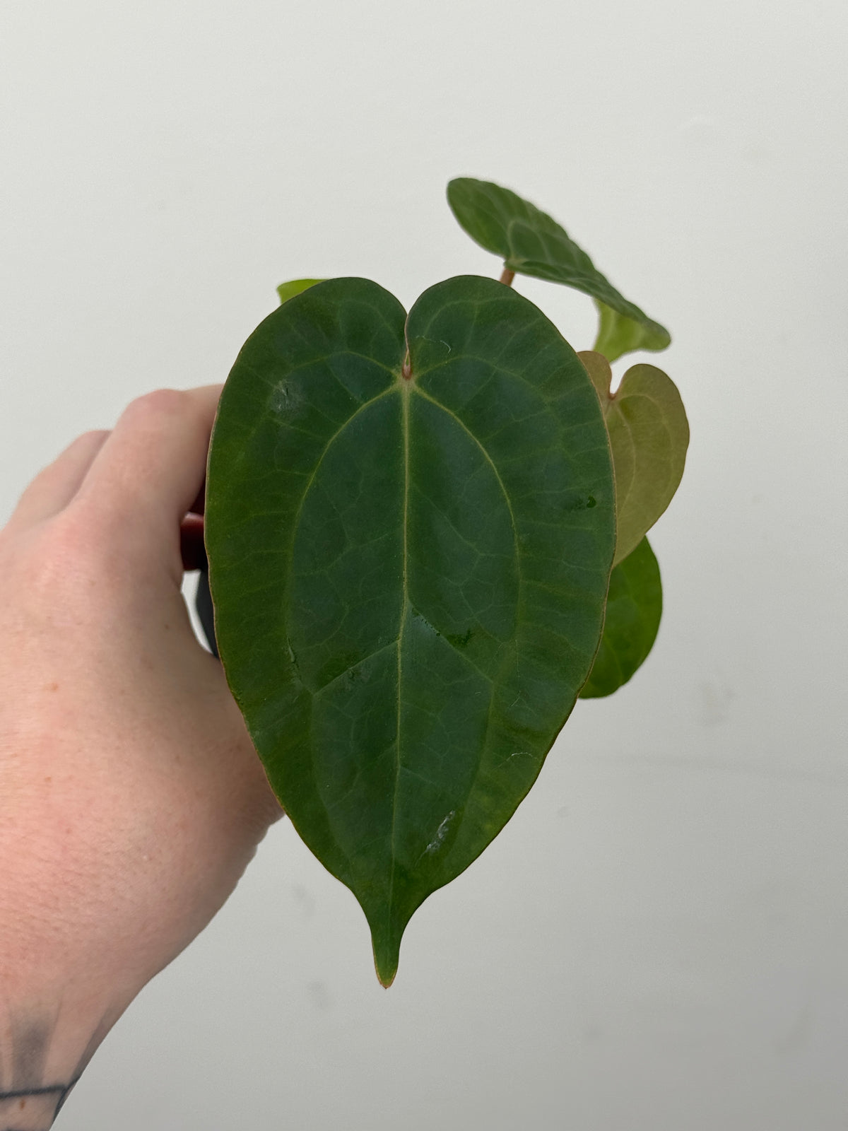 A4 Anthurium ['Antioqua' x (Carla x Bess)] x (RVDP x Kuna)