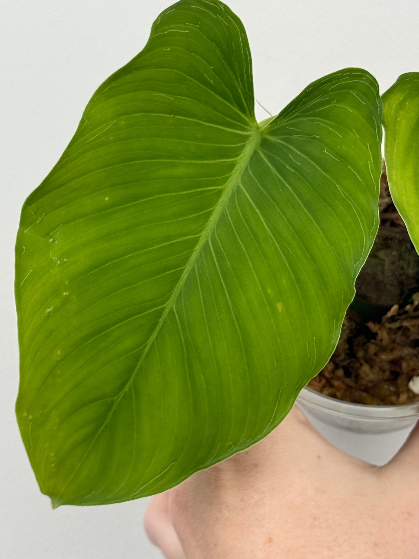 Homalomena sp. Java (non-variegated propagation)