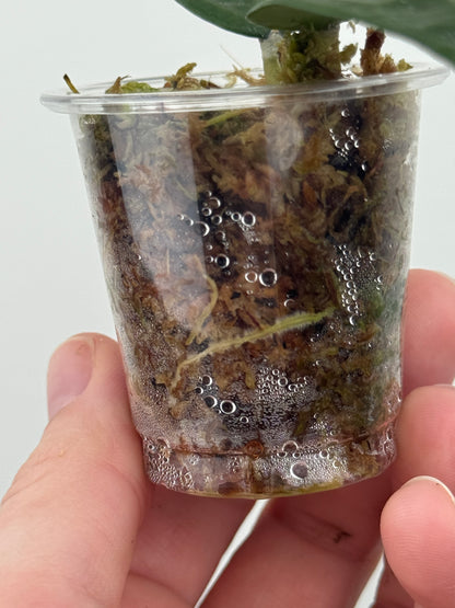 Hoya AH-001 Indonesia