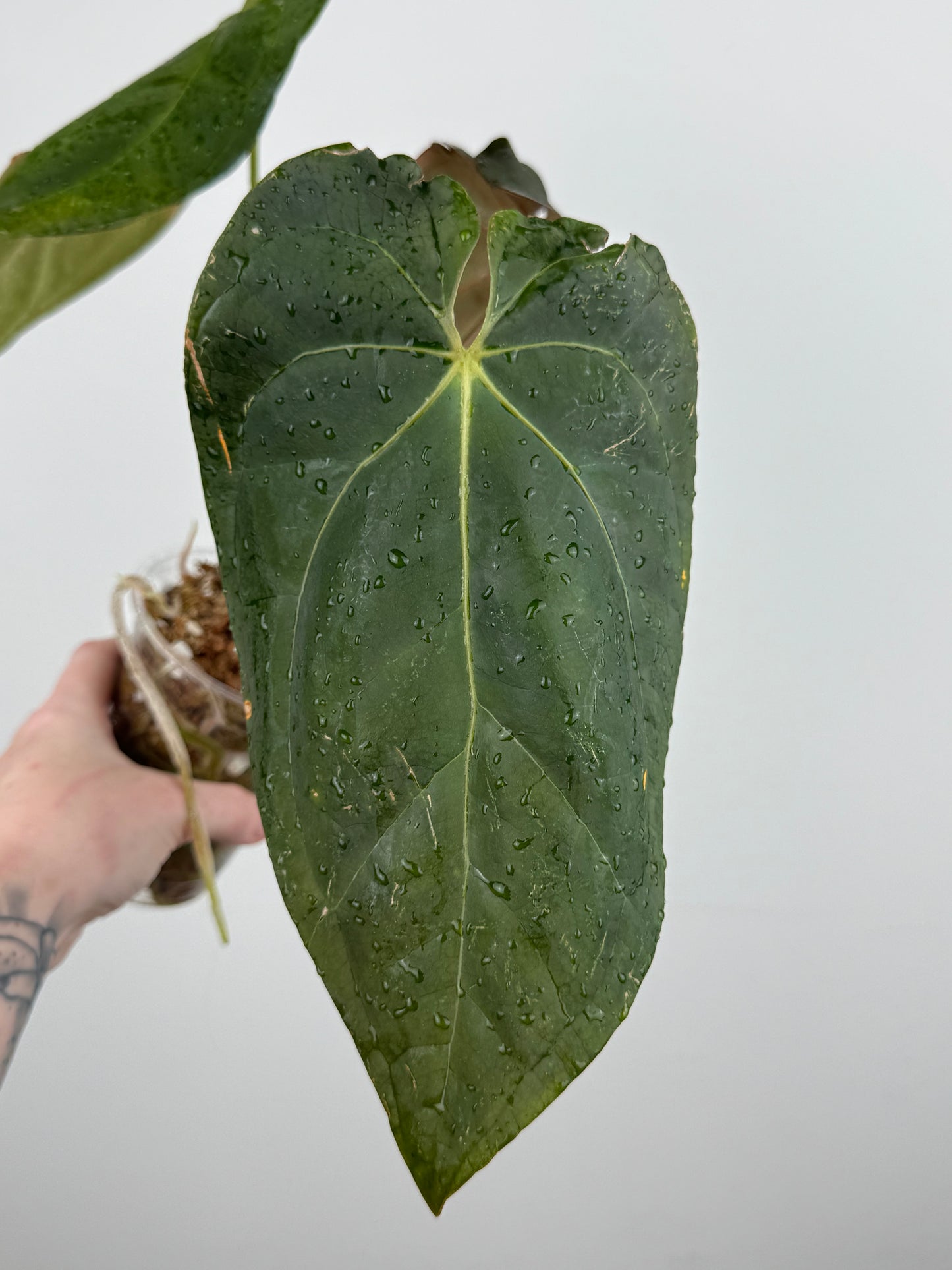 Anthurium NOID (Imported as 'Blood of Blue')