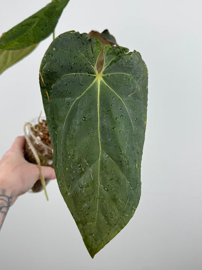 Anthurium NOID (Imported as 'Blood of Blue')