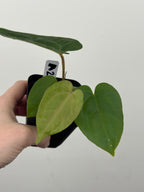 A2 Anthurium ['Antioqua' x (Carla x Bess)] x (RVDP x Kuna)