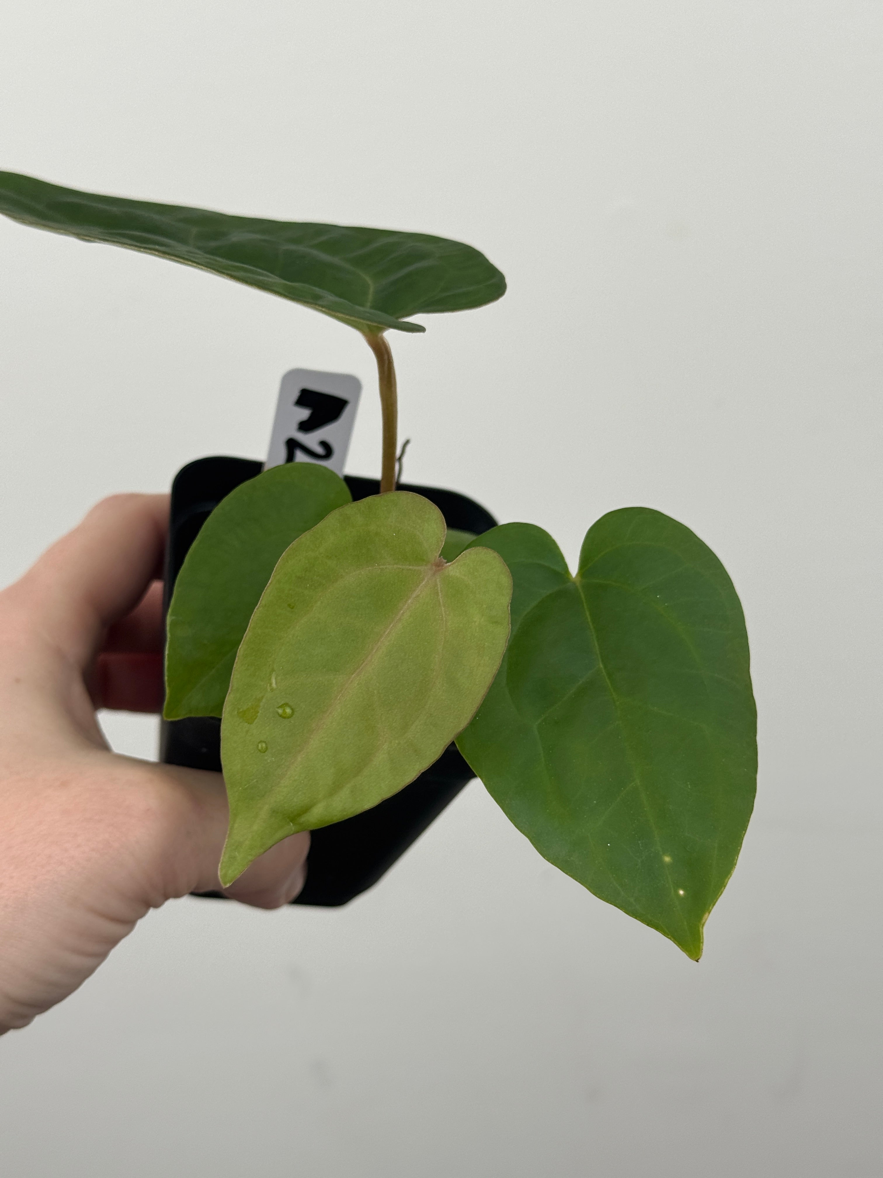 A2 Anthurium ['Antioqua' x (Carla x Bess)] x (RVDP x Kuna)