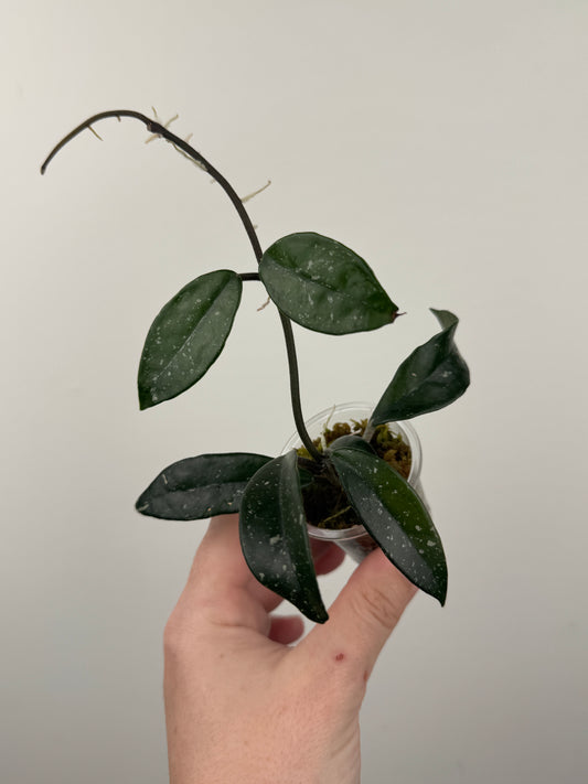 Hoya Carnosa 'Wilbur Graves'