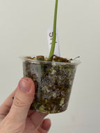 Syngonium Chiapense Albo Variegated