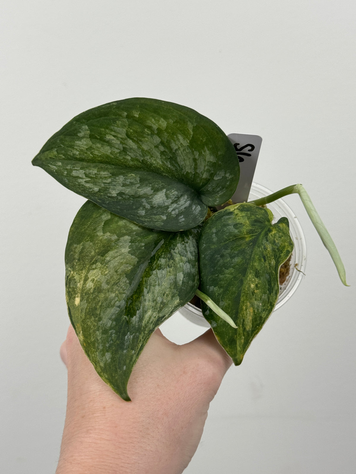 Scindapsus Dark Splash Variegated