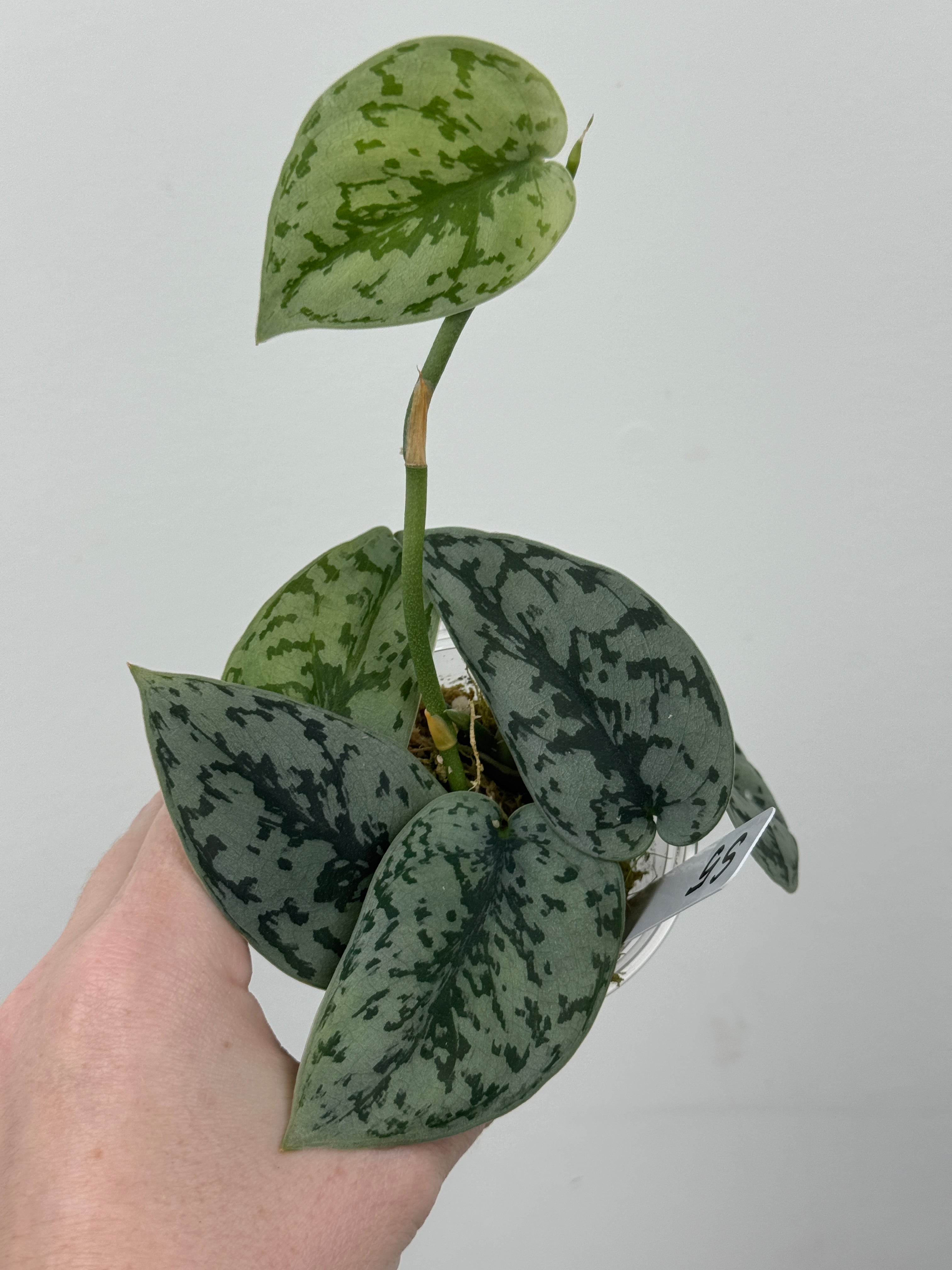 Scindapsus Silver Lady