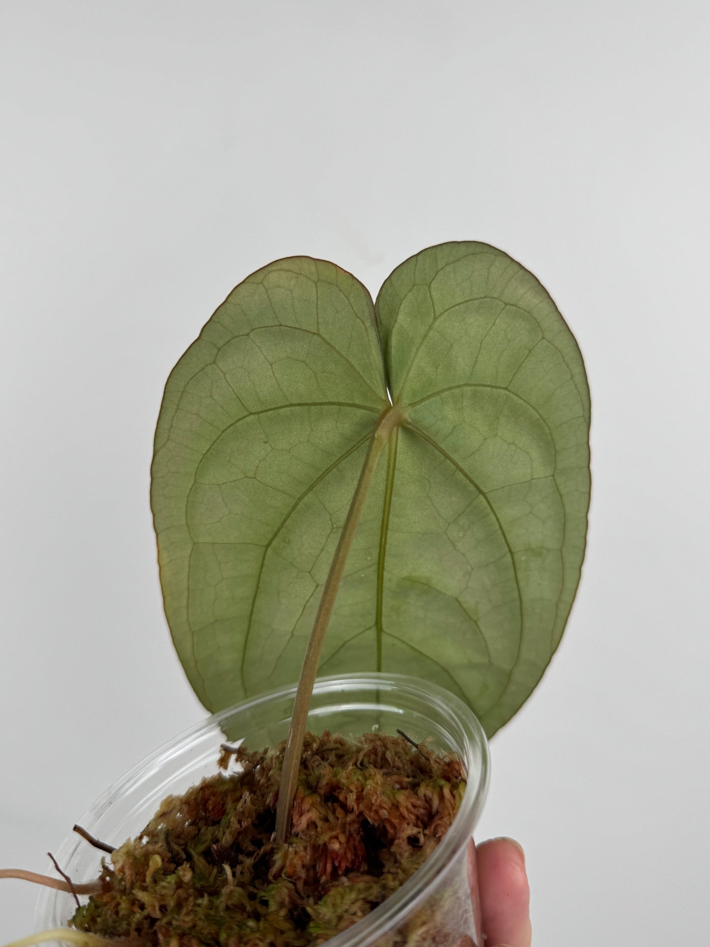 Anthurium ('Black Widow' x ‘Michelle’) x NOID