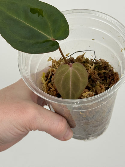 Anthurium Carlablackiae x ('Black Widow' x 'Michelle')