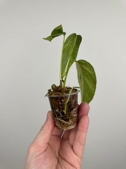 Epipremnum Pinnatum Tricolor Mint Variegated (A)