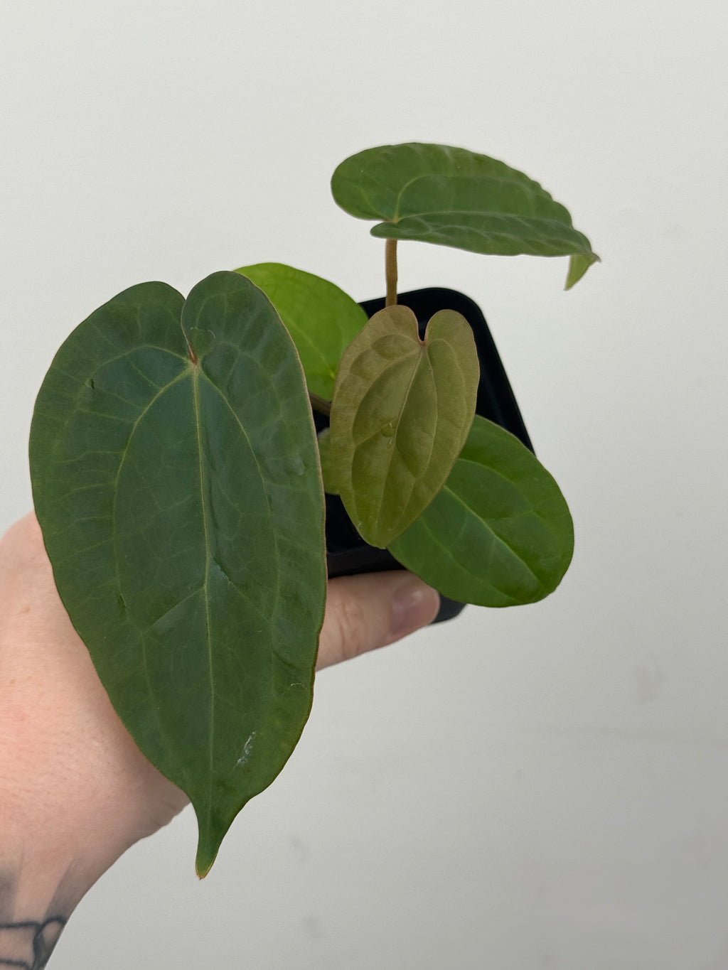A4 Anthurium ['Antioqua' x (Carla x Bess)] x (RVDP x Kuna)