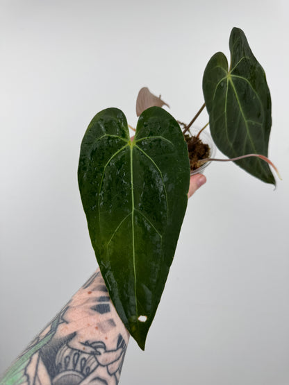Anthurium 'Not the Mama' x 'AOS'