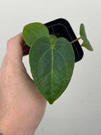 A3 Anthurium ['Antioqua' x (Carla x Bess)] x (RVDP x Kuna)