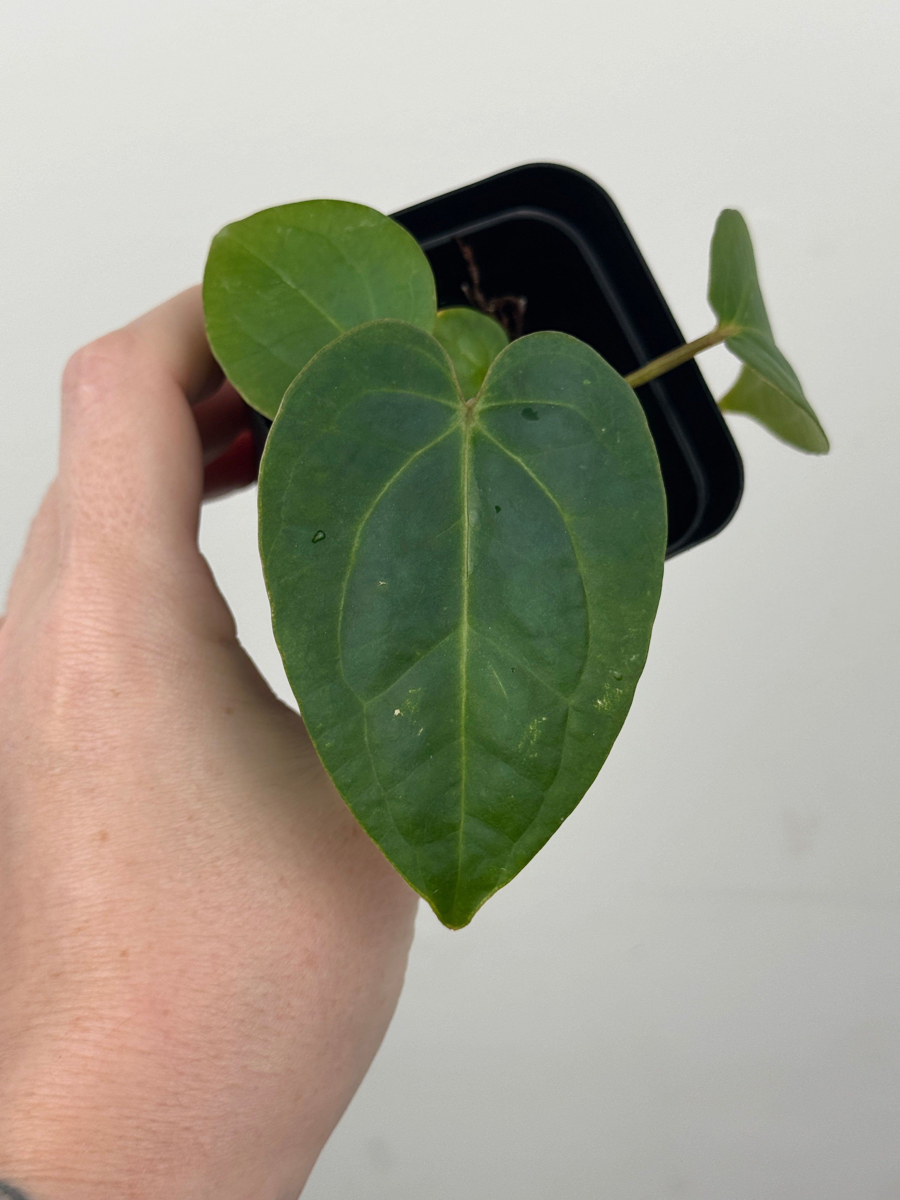 A3 Anthurium ['Antioqua' x (Carla x Bess)] x (RVDP x Kuna)