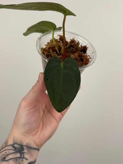 Anthurium ('Not the Mama' x 'AOS') x BVEP