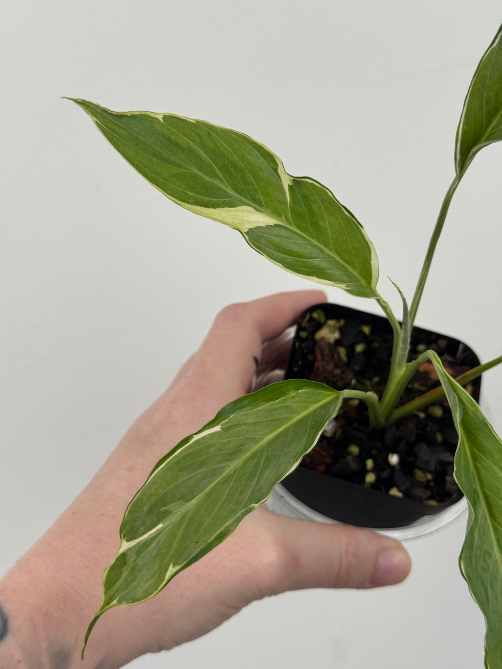 Variegated Peace Lily - Spathiphyllum Mutated Form