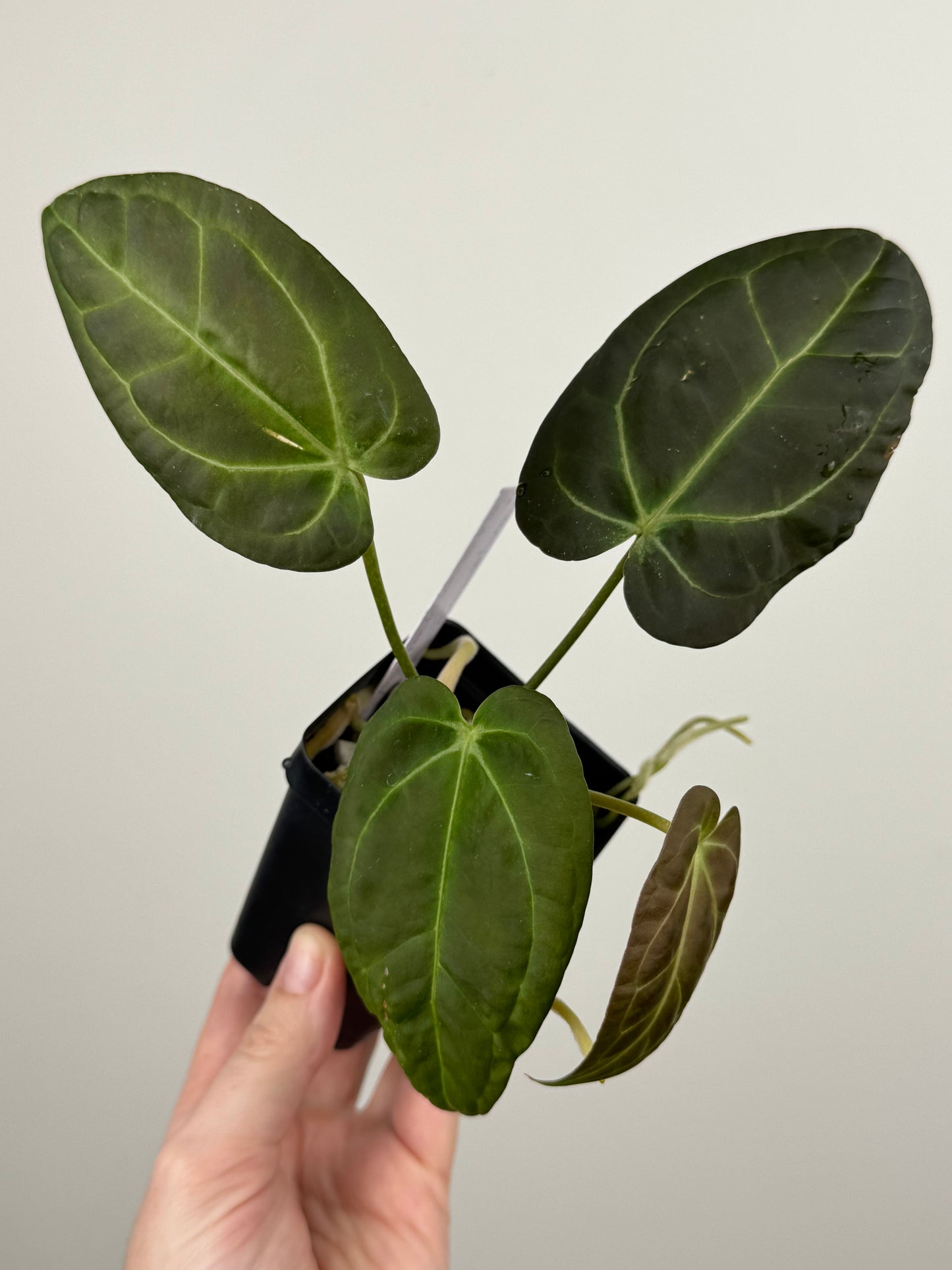 Anthurium 'Swampmanii' #2 x 'Tim's Black'