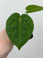 A11 Anthurium ['Antioqua' x (Carla x Bess)] x (RVDP x Kuna)