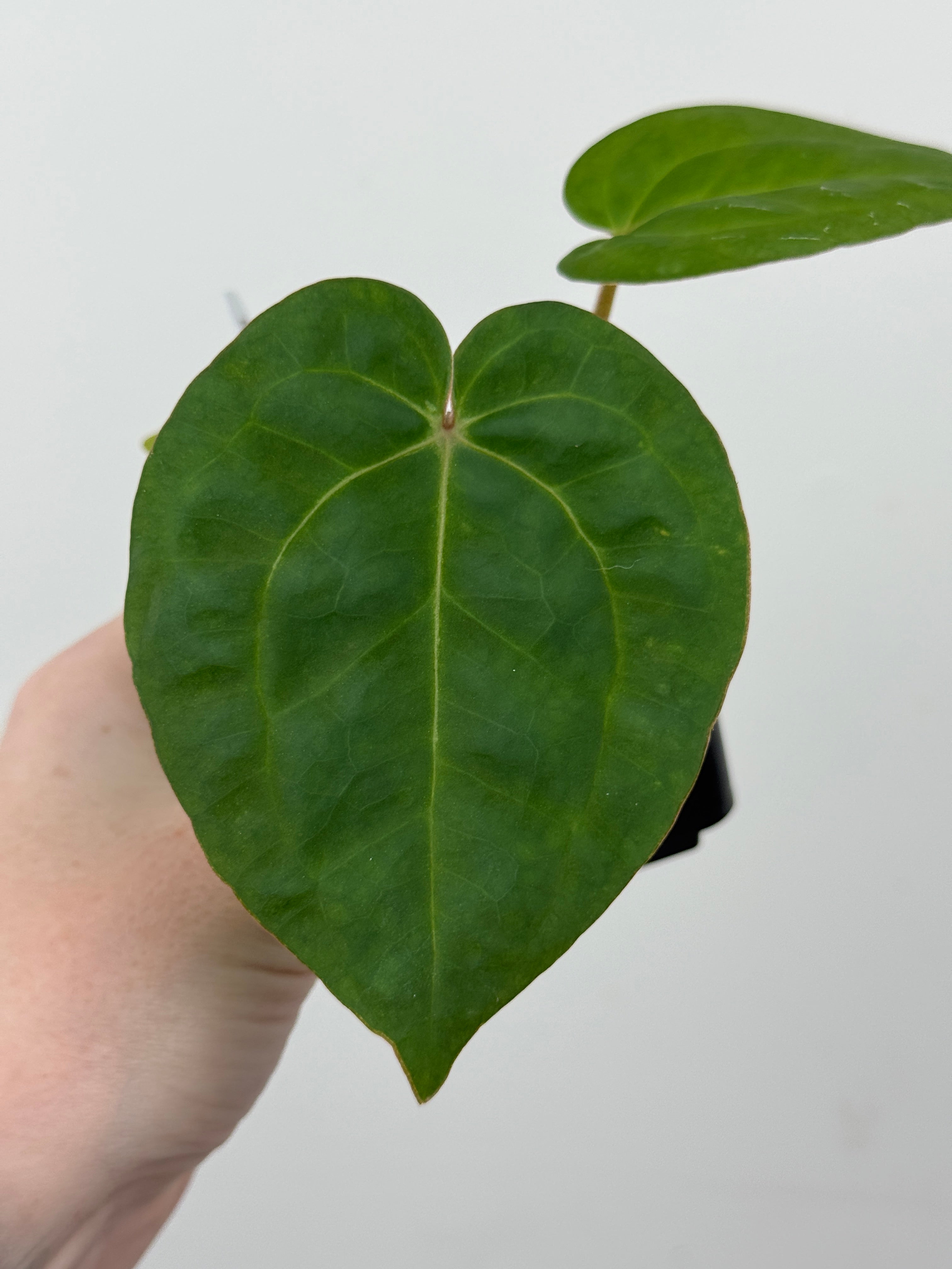 A11 Anthurium ['Antioqua' x (Carla x Bess)] x (RVDP x Kuna)
