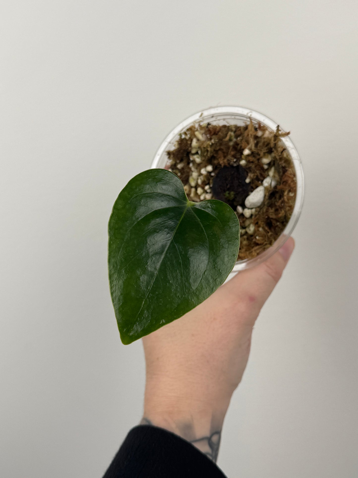Anthurium Cerrocampanense